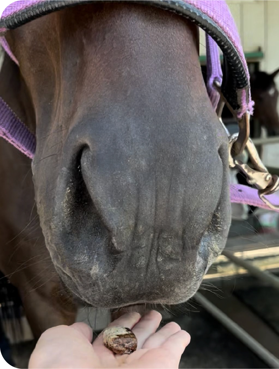 馬とふれあい
