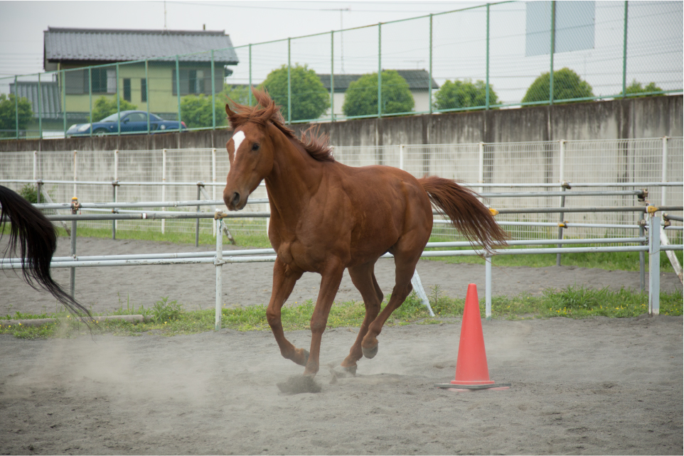 お馬さん2